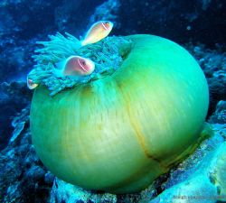 "Oh, yikes, it's the paparazzi again!" Clownfish on magni... by Leigh Chapman 